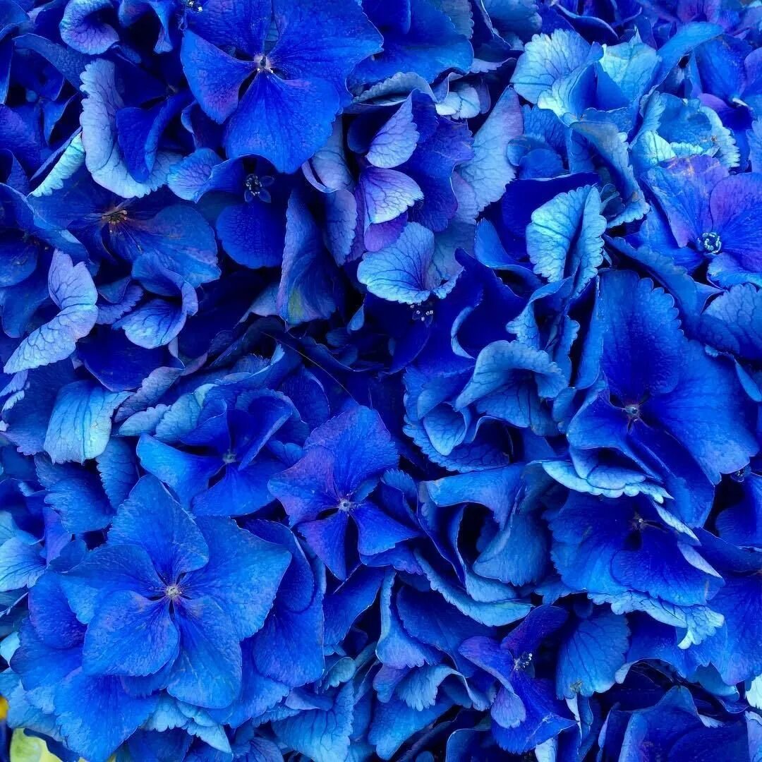 Ну голубой. Голубые цветы. Ярко синие цветы. Красивый синий цвет. Темно синие цветы.