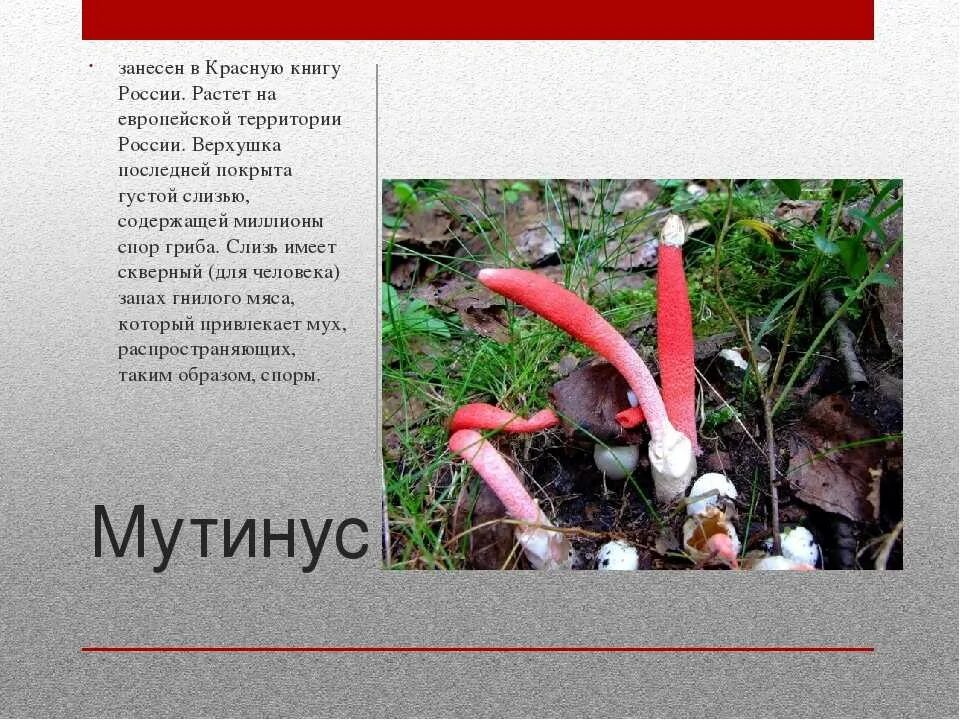 грибы которые занесены в красную книгу. съедобные грибы красной книги. рассказ о грибе из красной книги 3 класс. грибы из красной книги. грибы которые занесены в красную книгу.