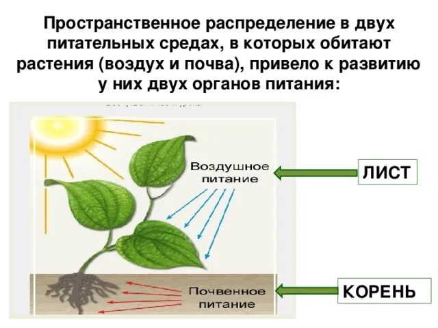 Схема питания растений 6 класс биология. Минеральное питание растений фотосинтез. Питание растений презентация. Питание растений из воздуха.