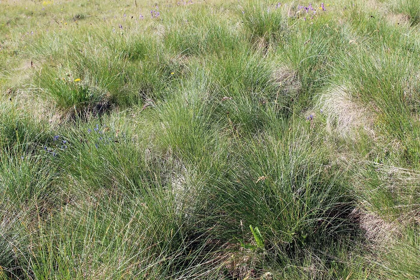 Овсяница овечья (Festuca ovina). Овсяница Типчак. Типчак в степи. Овсяница овечья (Festuca ovina l.).