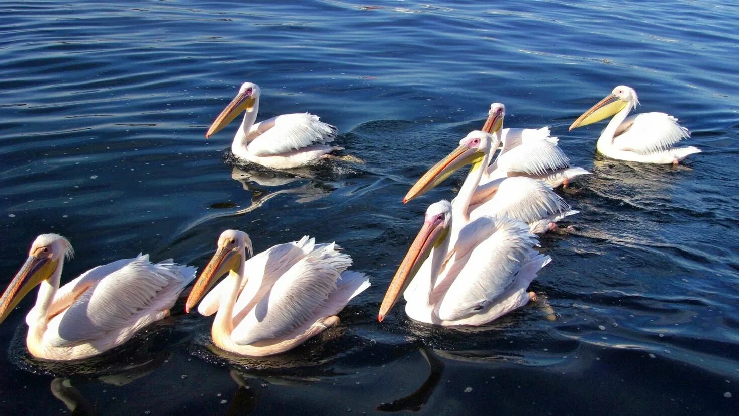 Пеликан птица. Пеликаны Кинбурн. Пеликаньи острова в Омской области. Розовый Пеликан.