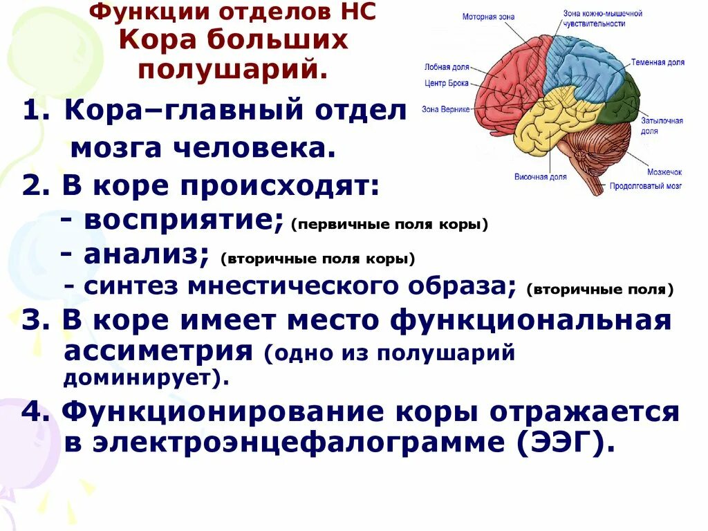 Свойства коры мозга