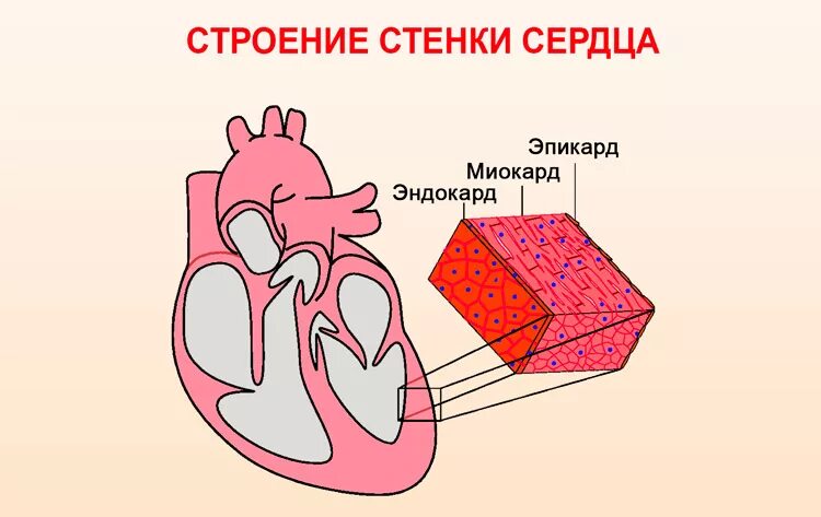 Какая структура сердца человека изображена на рисунке. Строение сердца 3 слоя. Строение сердца эпикард миокард. Строение стенки сердца эпикард. Строение сердца эндокард миокард.