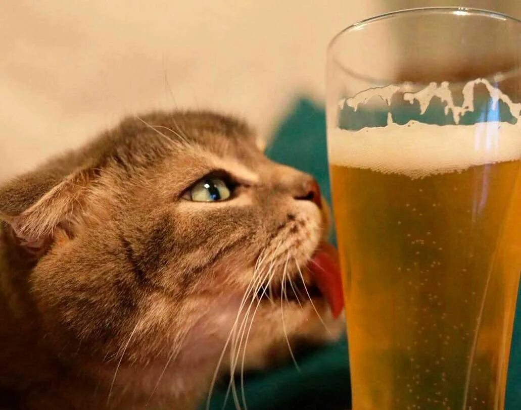 Я весь вечер покупал пиво значит могу. Кот пятница. Пятничный котик. Кот с пивом.