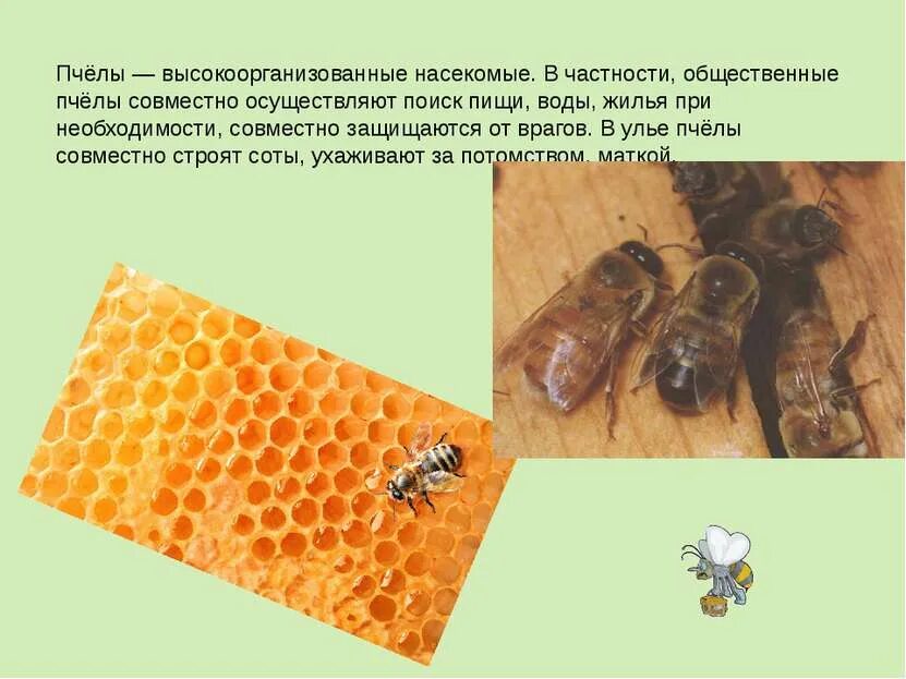 Описание пчелы. Представители общественных насекомых. Доклад о пчелах 2 класс. К кому относятся пчелы. Пчела для презентации.