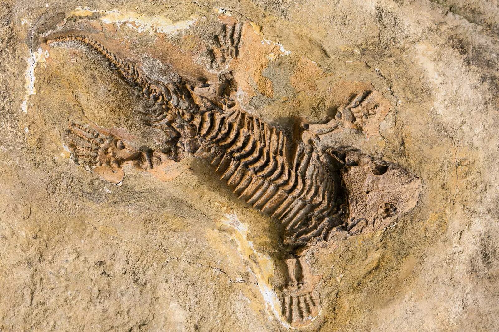 Палеонтология наука о древних обитателях земли. Fossil окаменелости. Окаменелые Хететиса. Fossil ископаемое. Окаменелости кости динозавров.