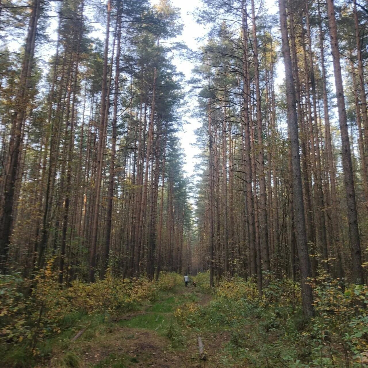 Границы юнтоловского заказника. Новоорловский заказник грибы. Новоорловский заказник фото. Новоорловский заказник. Новоорловский государственный природный заказник.