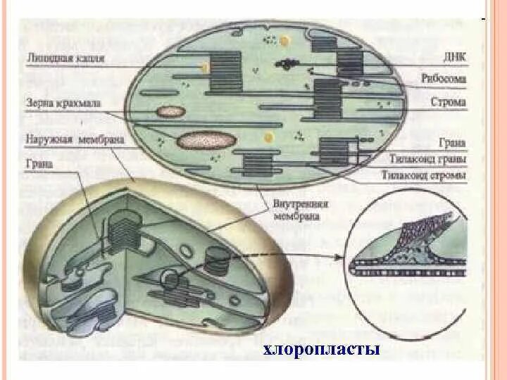 Полное строение хлоропласта. Схема строения хлоропласта. Строение хлоропласта 3д. Внутреннее строение хлоропласта. Уровень организации хлоропласта