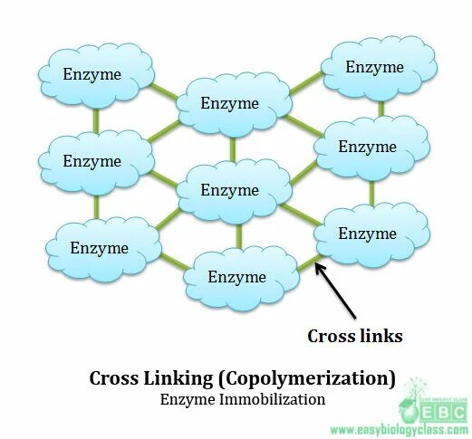 Immobilization of Enzymes. Immobilized Enzymes. Cross linking. Immobilized Enzymes are. Method link