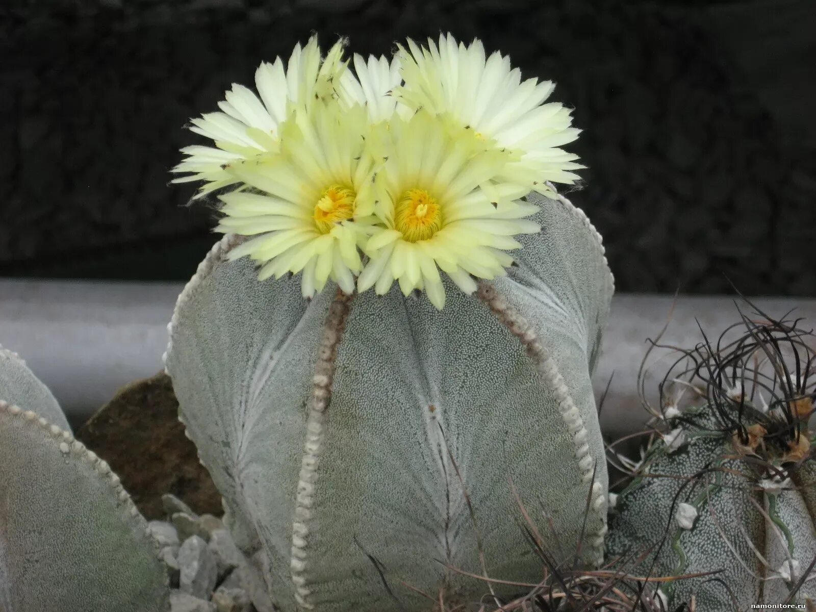 Cactus 10. Цветущий Кактус. Кактус зацвел. Кактус цветет белыми цветами. Часто цветущие кактусы.