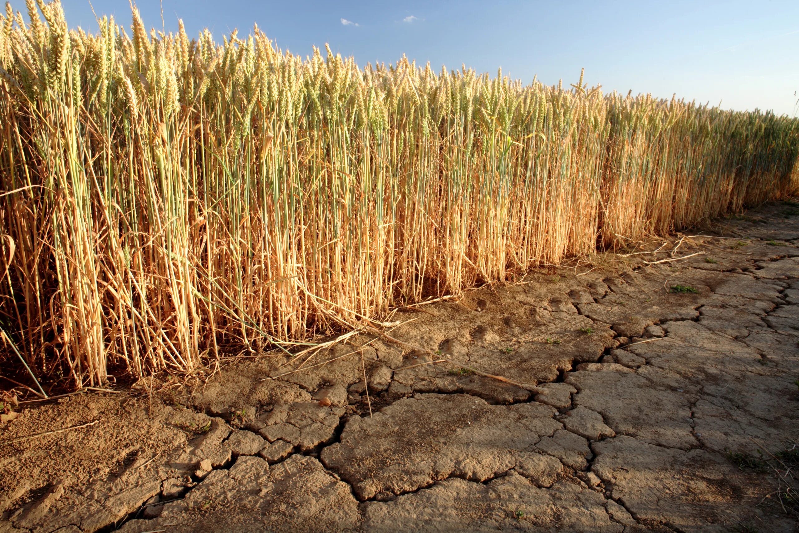 Засуха в мире. Засуха. Засуха в России. Засуха в поле. Засуха в сельском хозяйстве.