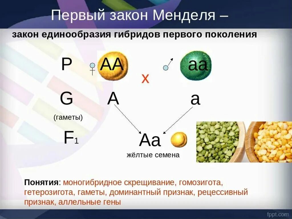 1-Й закон Менделя (закон единообразия гибридов первого поколения): …. Закон единообразия 1 закон Менделя. Второй закон Менделя закон единообразия гибридов первого поколения. Первый закон Грегора Менделя схема. Мендель второе поколение гибридов