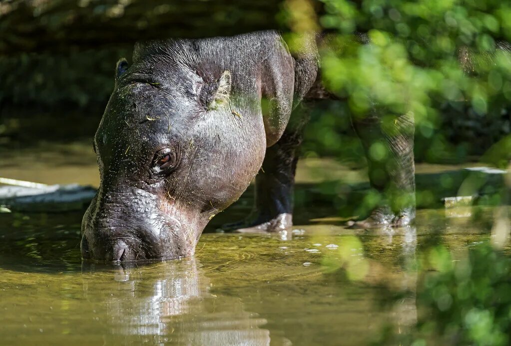 Норта hippo