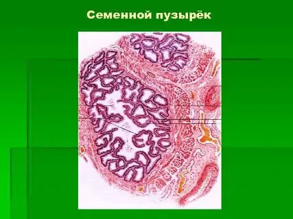 Семенные пузырьки