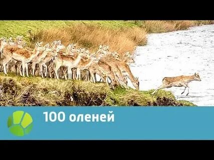 100 оленей