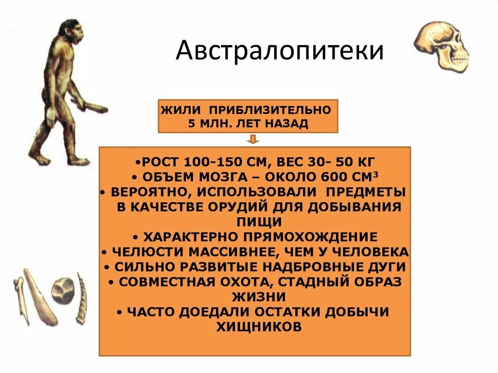 Австралопитек исторический возраст. Объем мозга австралопитека. Австралопитек Возраст. Образ жизни австралопитеков. Австралопитек пища образ жизни.