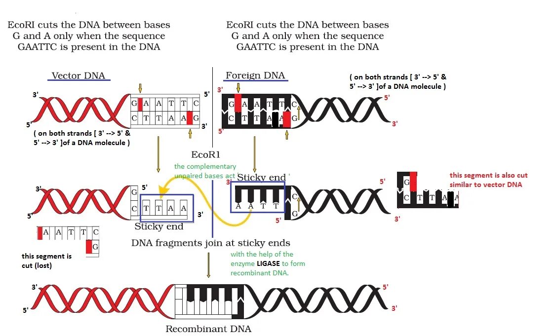 Open basedir restriction. Ecori рестриктаза. restriction enzyme. restriction endonucleases. xba 1 restriction enzyme.