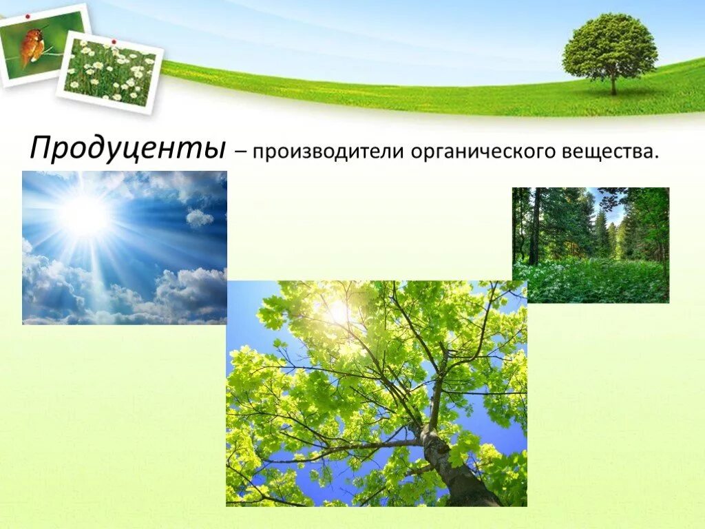 Продуценты и атмосфера. Производители органических веществ. растения продуценты. продуцент производитель. производители органических веществ в экосистеме.