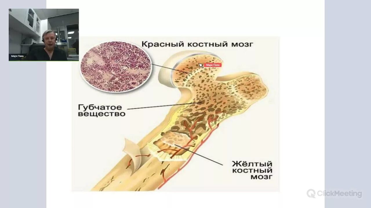 Где купить костные мозги. Желтый костный мозг в кости. Строение кости желтый костный мозг. Красный костный мозг и желтый костный. Функция костного мозга в кости.