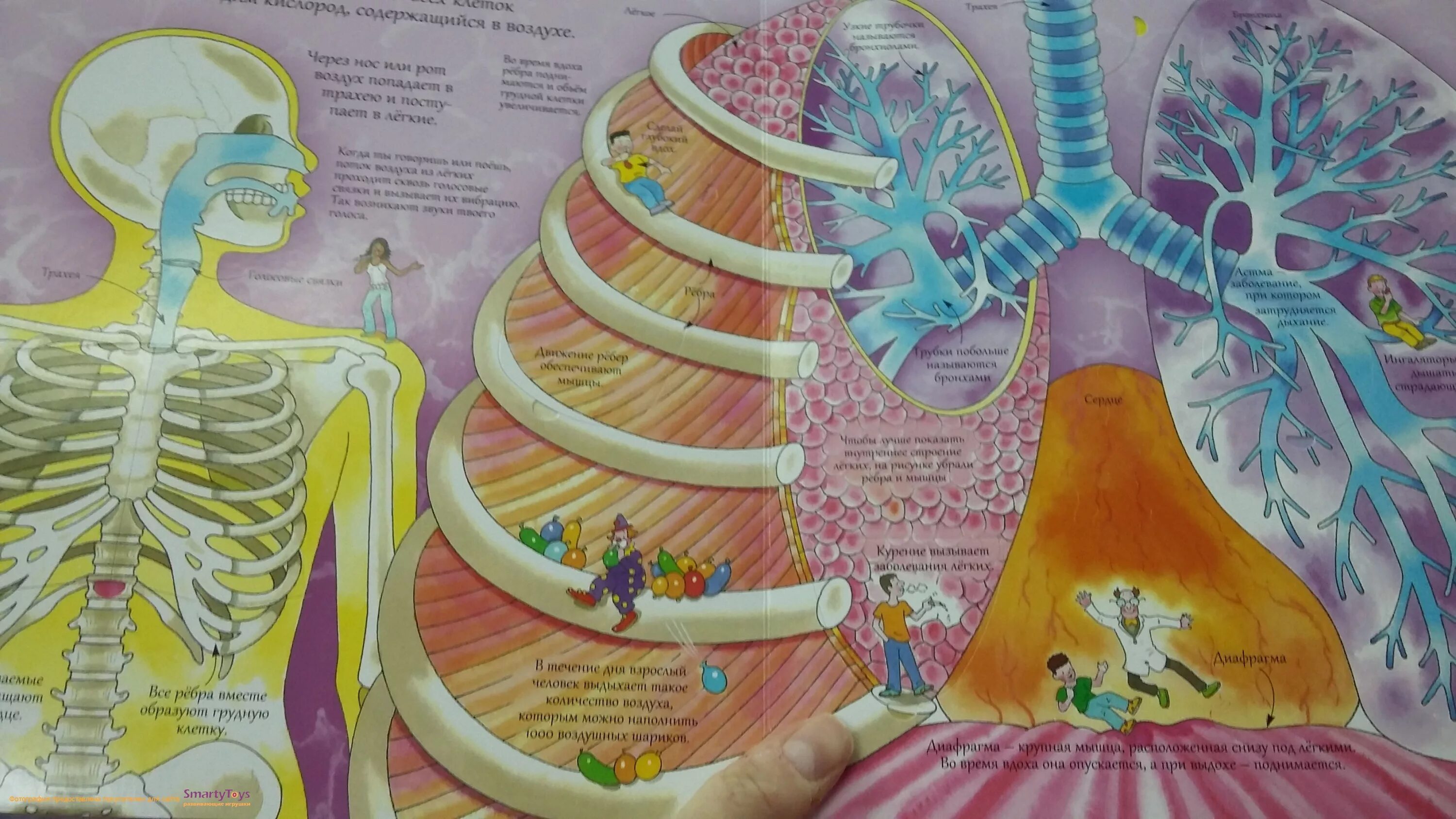 Робинс. Открой тайны человека книга с секретами 52 секретные створки. Книга открой тайны человека книга с секретами. Книга открой тайны человека. Робинс.