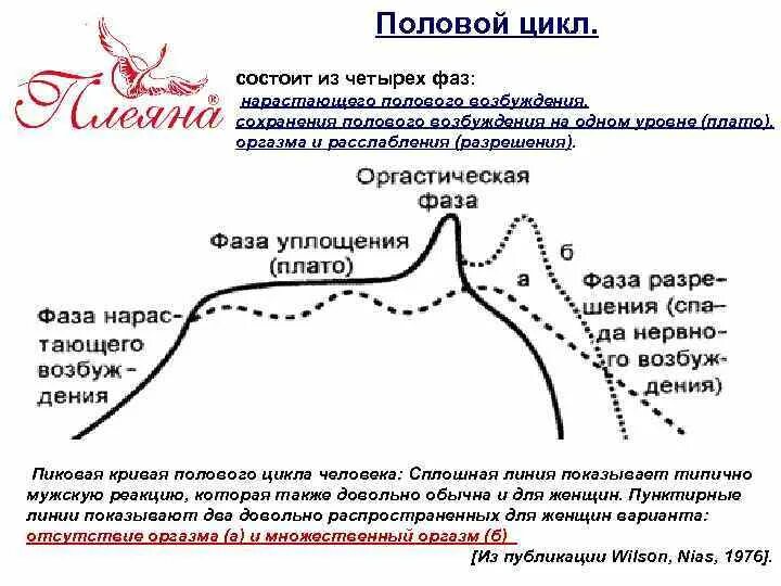 Состоит из четырех фаз. Фазы полового цикла. Фазы полового цикла женщины. Стадия возбуждения полового цикла. Этапы возбуждения женщины.