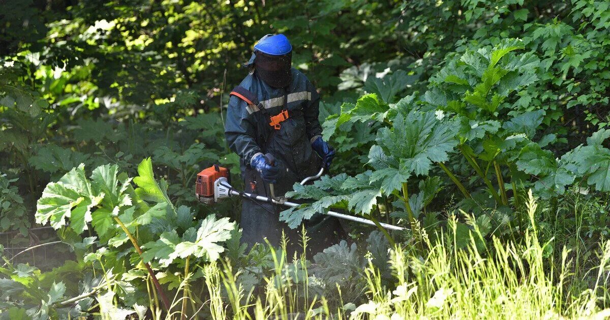 Борщевик Сосновского кошение. Одежда для борьбы с борщевиком. Уничтожение борщевика Сосновского. Покос борщевика. Удаление борщевика