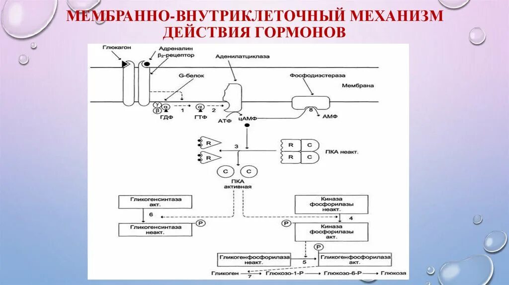 Обработка клеточной массы гормонами высаживание изолированных. Механизм мембранной рецепции гормонов. Мембранный Тип рецепции гормонов схема. Мембранно цитозольный механизм действия гормонов. Мембранный механизм действия гормонов.