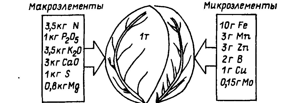 2 выносл вый рис вать. Раскраска овощеводство на нескольких листах.