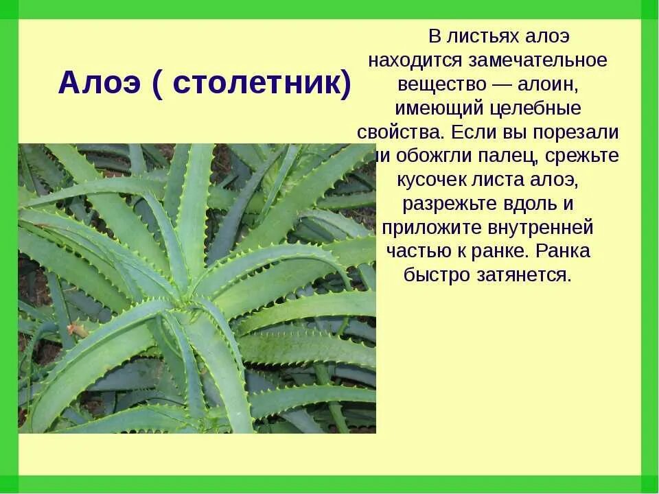 Алоэ слово. Цветок алоэ столетник. алоэ столетник описание.