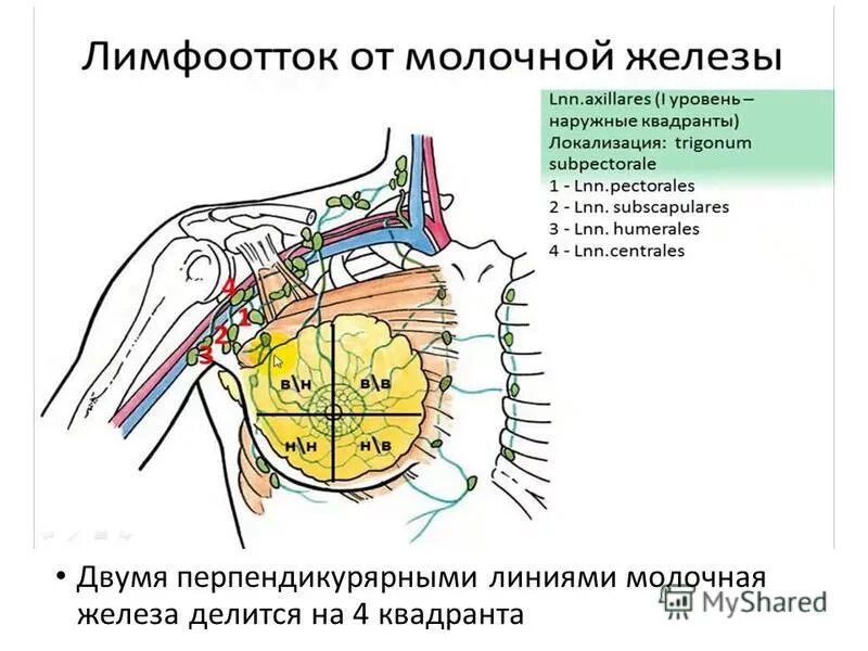 Лимфоузлы при рмж. Топография молочной железы, лимфоотток. Молочная железа лимфоотток топографическая анатомия. Молочная железа: топография, кровоснабжение, иннервация, лимфоотток. Лимфоотток молочной железы топографическая анатомия.