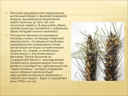 Пшеница группа растений