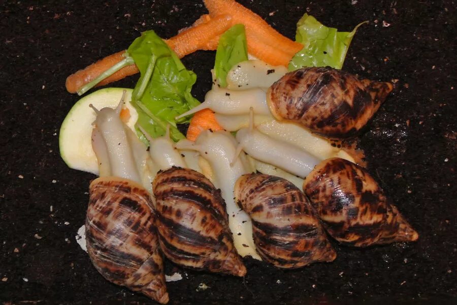 Можно ли улиткам сырую