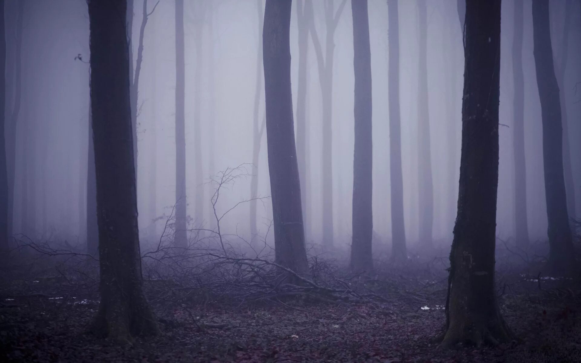 Страшный лес. Мрачный лес. Темный лес. Страшный лес в тумане. Загадочные туманы