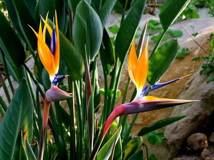 Blue Bird Of Paradise Plant AF7