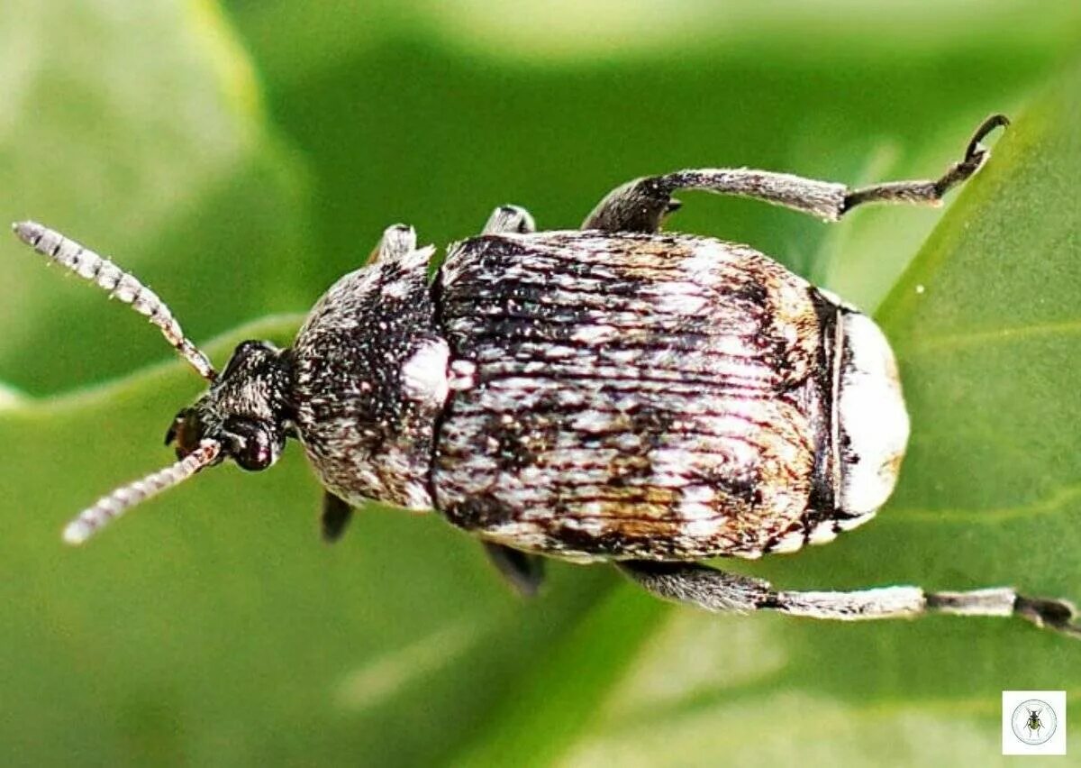 Жук гороховая зерновка. Жук бобовая зерновка. Зерновки рода callosobruchus spp. Жук гороховая зерновка. Гороховая зерновка брухус.