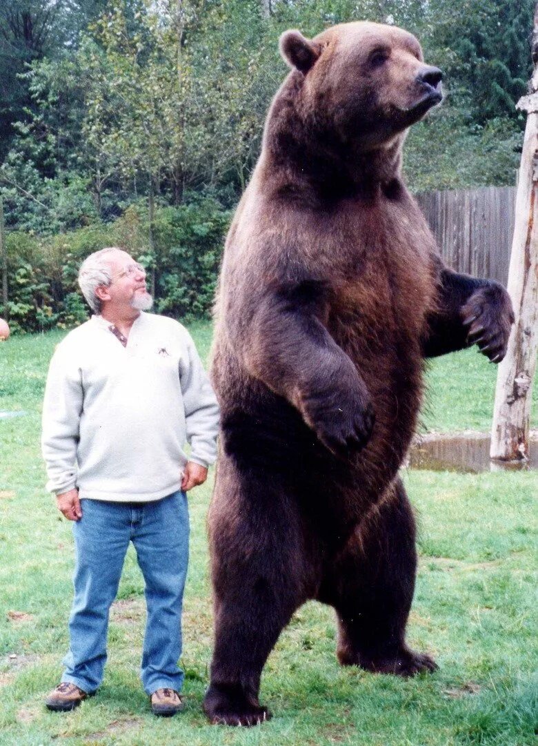 Какие бывают огромные. Бурый медведь Кадьяк. Медведь Кадьяк самый большой в мире. Кадьяк медведь и Гризли. Аляскинский бурый медведь Кадьяк.