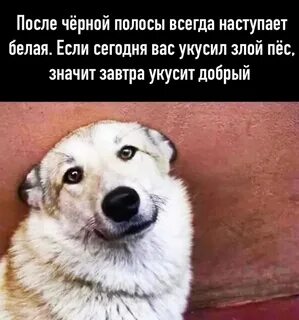 Меня укусил пес которого я бросила 48