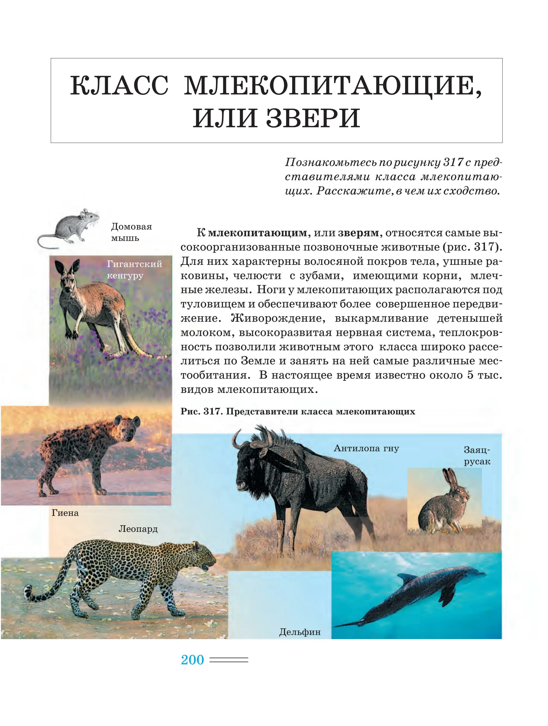 Млекопитающие животные 8 класс биология