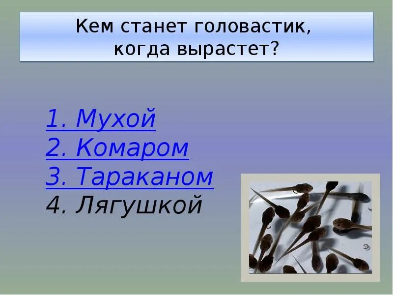 Что из него будет кем вырастет спрашиваем. Кем станет головастик когда вырастет. Доклад братья меньшие.