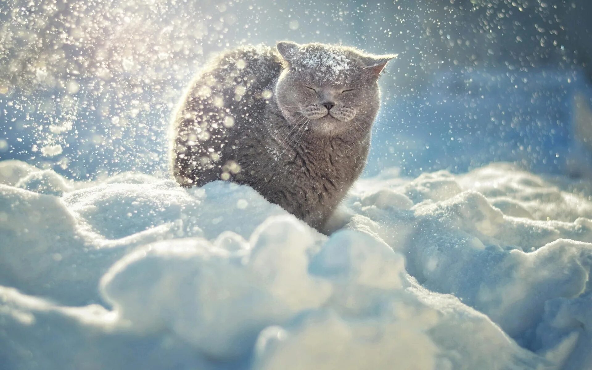 Кота ушел зимой