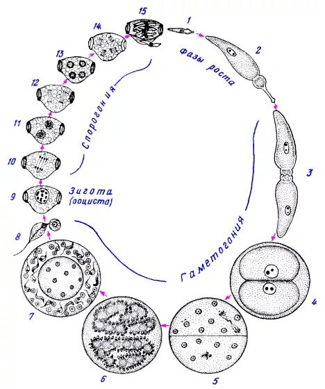 Жц грегарины. Жизненный цикл грегарины схема. Григорина жизненный цикл. Жизненный цикл грегорина. Жизненный цикл грегарины.