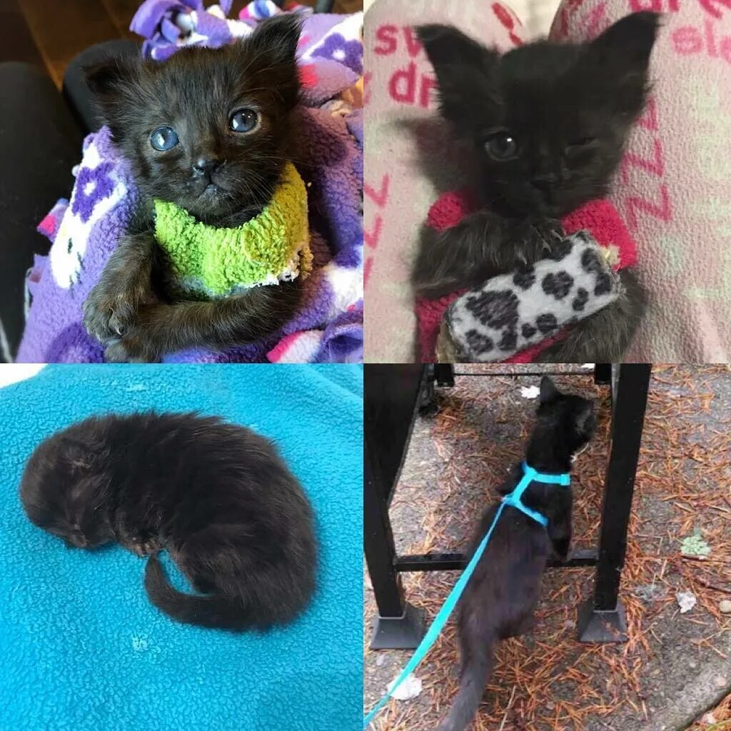 Кот в одежде. Как сделать одежду котятам. Свитер для кошки. Одежда для кошки из носка. Одежда для кота из носка своими руками.