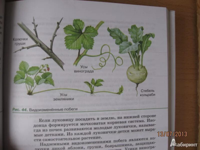 Пасечник многообразие покрытосеменных. Усики винограда это видоизмененные. Биология 6 класс. Усики винограда это видоизмененные побеги. Ус земляники видоизмененный.