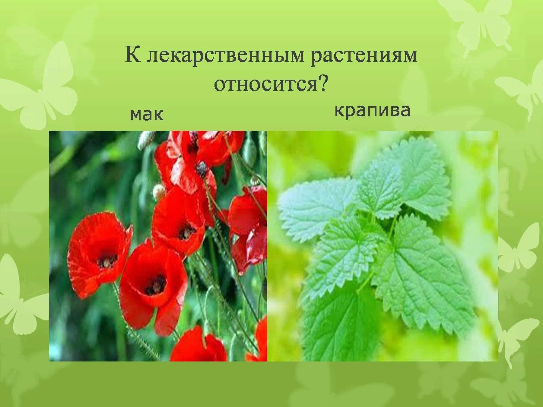 К с 4 растениям относится. Строение листа с4 растений. Какое растение относится к овощным культурам. Культурные растения. Дерево кустарник травянистое растение рисунки.
