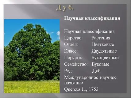 Надцарство дуба