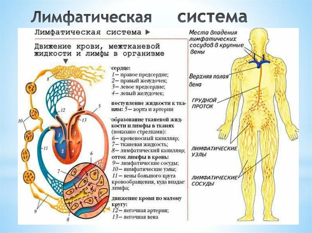 Лимфатическая система человека анатомия движение лимфы. Схема строения лимфоидной системы человека. Лимфатическая система организма схема. Лимфатическая система человека схема движения лимфы.