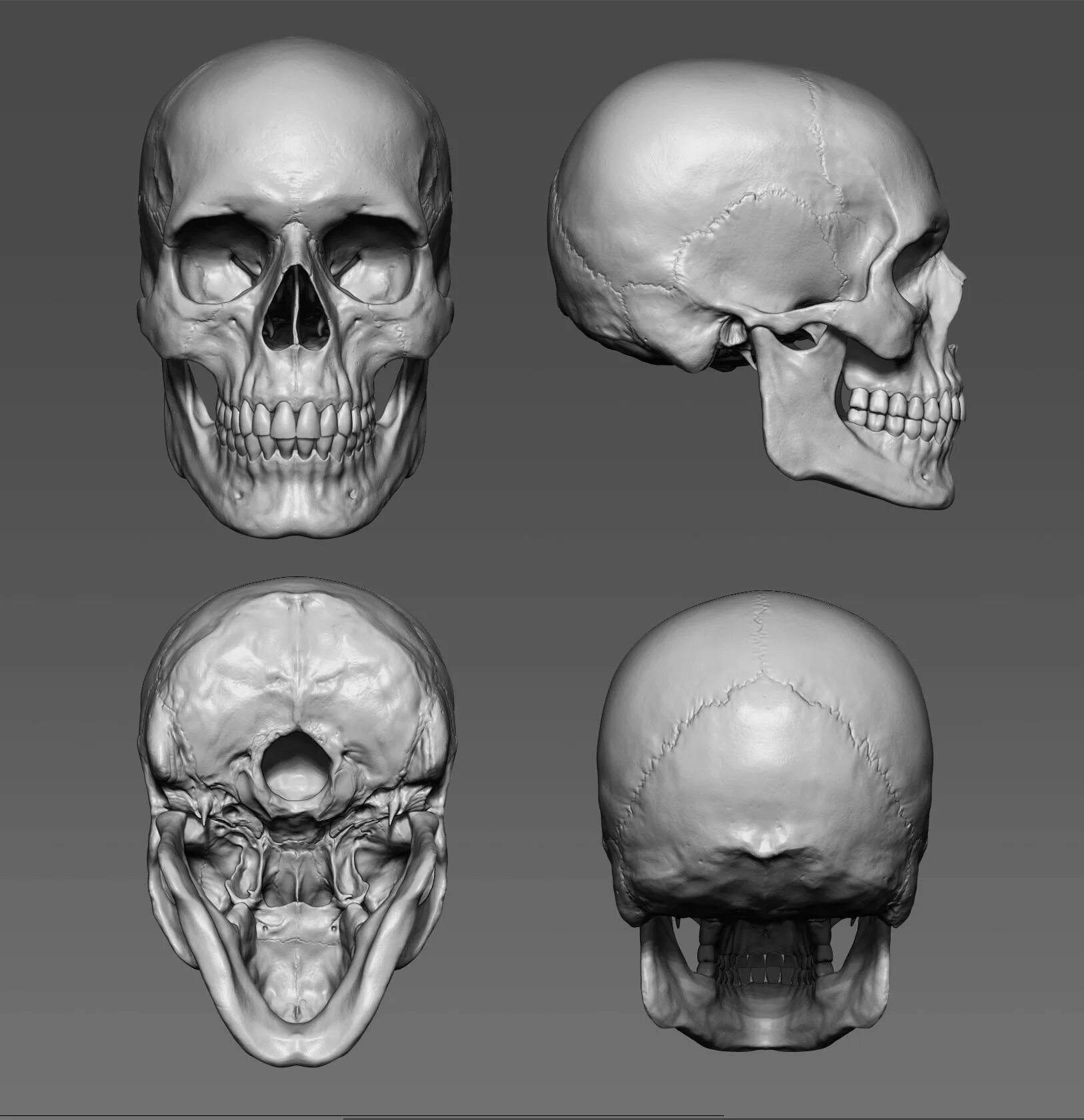 Skull model