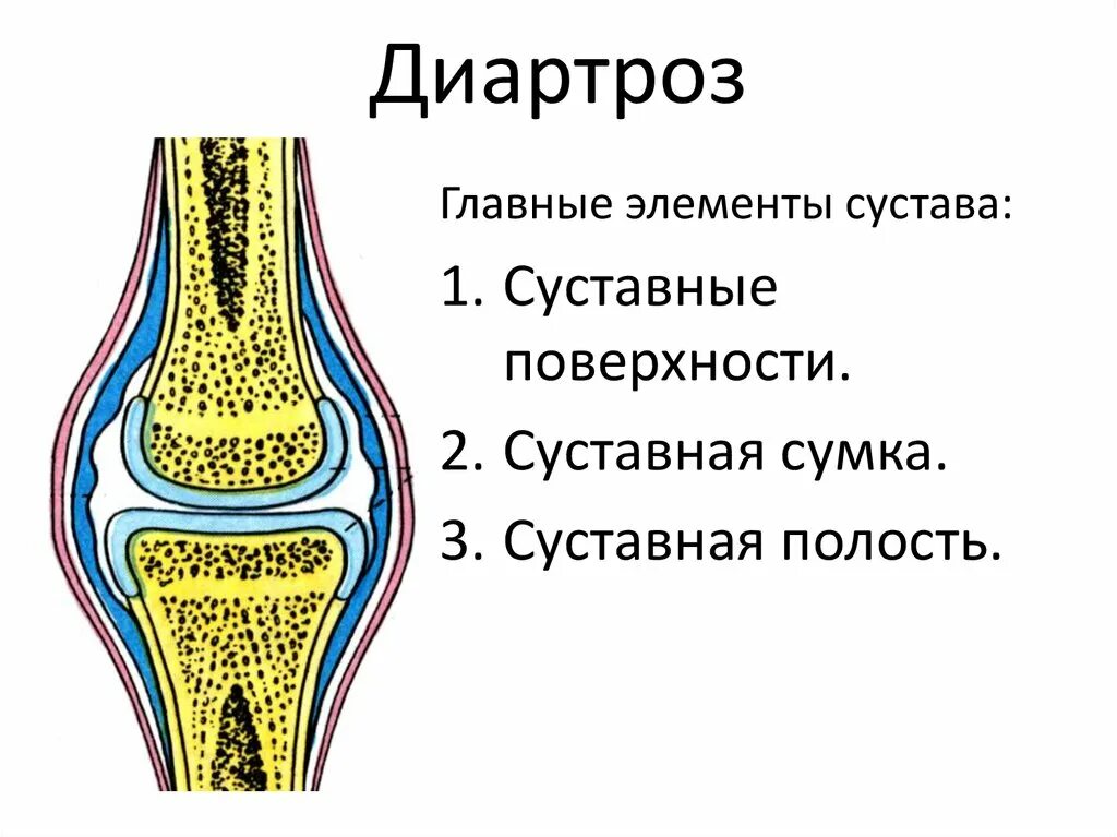 Прерывное соединение кости. Строение диартроза. Прерывные диартрозы. Diarthrosis синовиальный сустав строение. Прерывные соединения костей диартрозы.