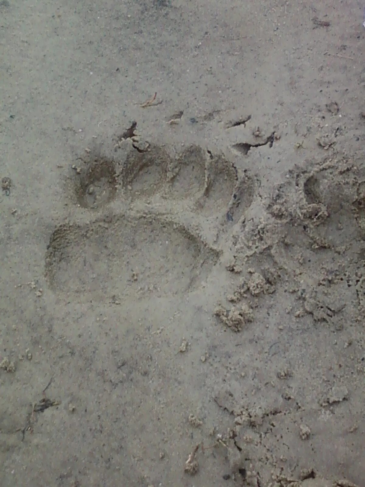 следы медведя на земле. как выглядит след медведя. следы медведя на песке. медвежий след. следы бурого медведя отпечатки.