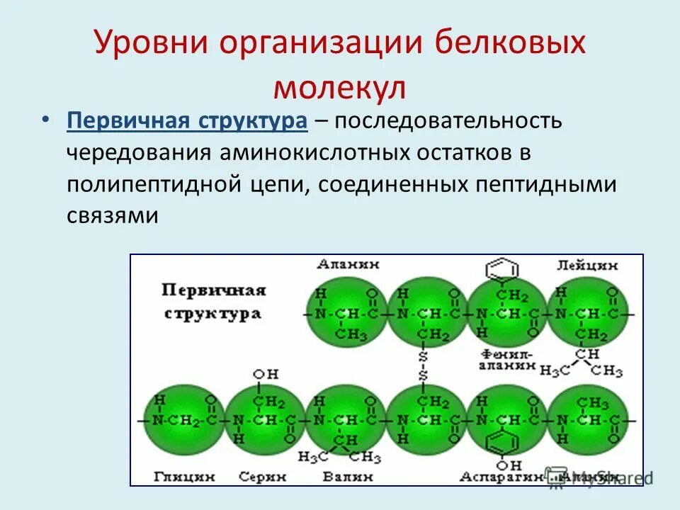 В организации белковых